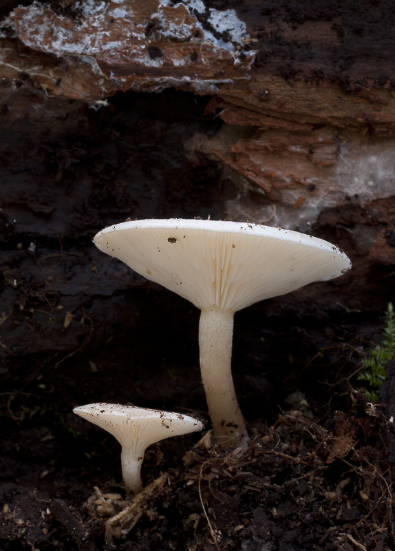 Clitocybe truncicola